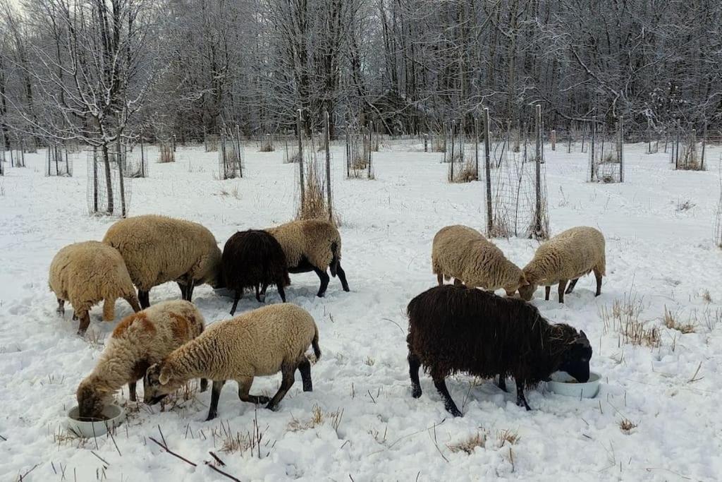 Chalet Boruvka - Biofarma Na Samote V Lesich Benesov  المظهر الخارجي الصورة