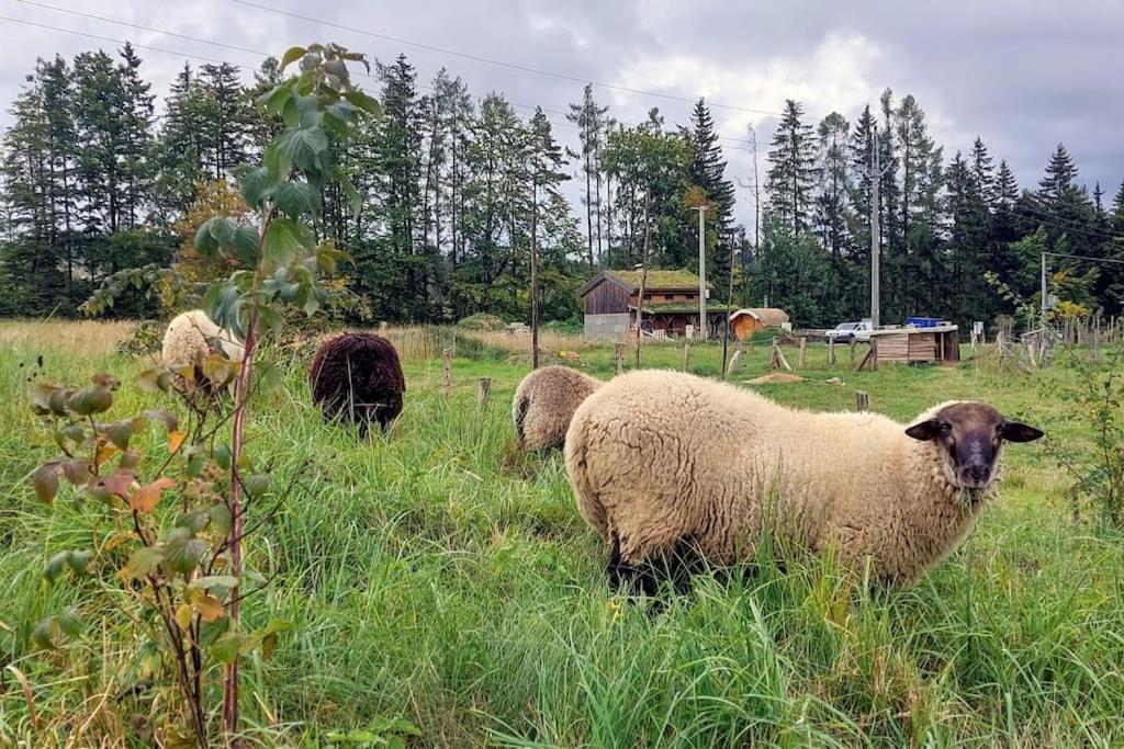 Chalet Boruvka - Biofarma Na Samote V Lesich Benesov  المظهر الخارجي الصورة