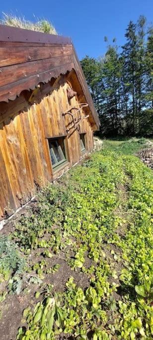 Chalet Boruvka - Biofarma Na Samote V Lesich Benesov  المظهر الخارجي الصورة